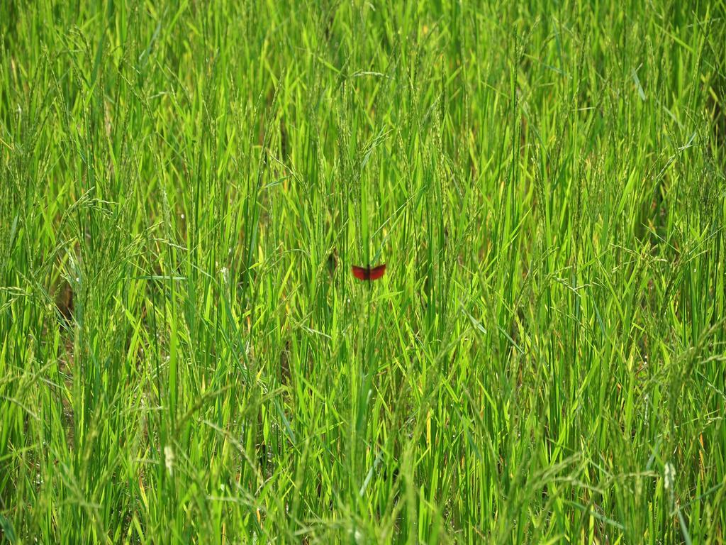Viengtara Vangvieng Resort Vang Vieng Exteriér fotografie